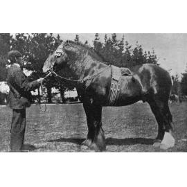 Mr J. Boag's first prize draught colt, Royal Stuart