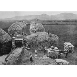 Threshing a crop of wheat, 1909
