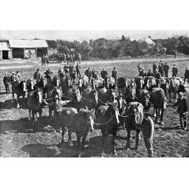 Bangor Estate clearing sale, draught horses