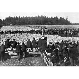 Mr Bourn selling the Bangor sheep