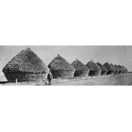 Feed for the horses of the Expeditionary Force, 1914