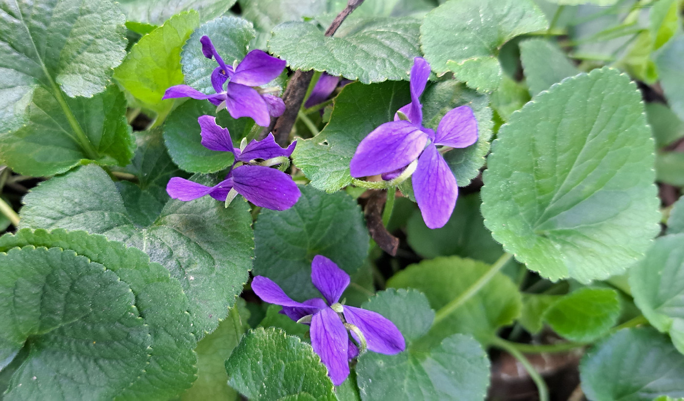 Violet Day