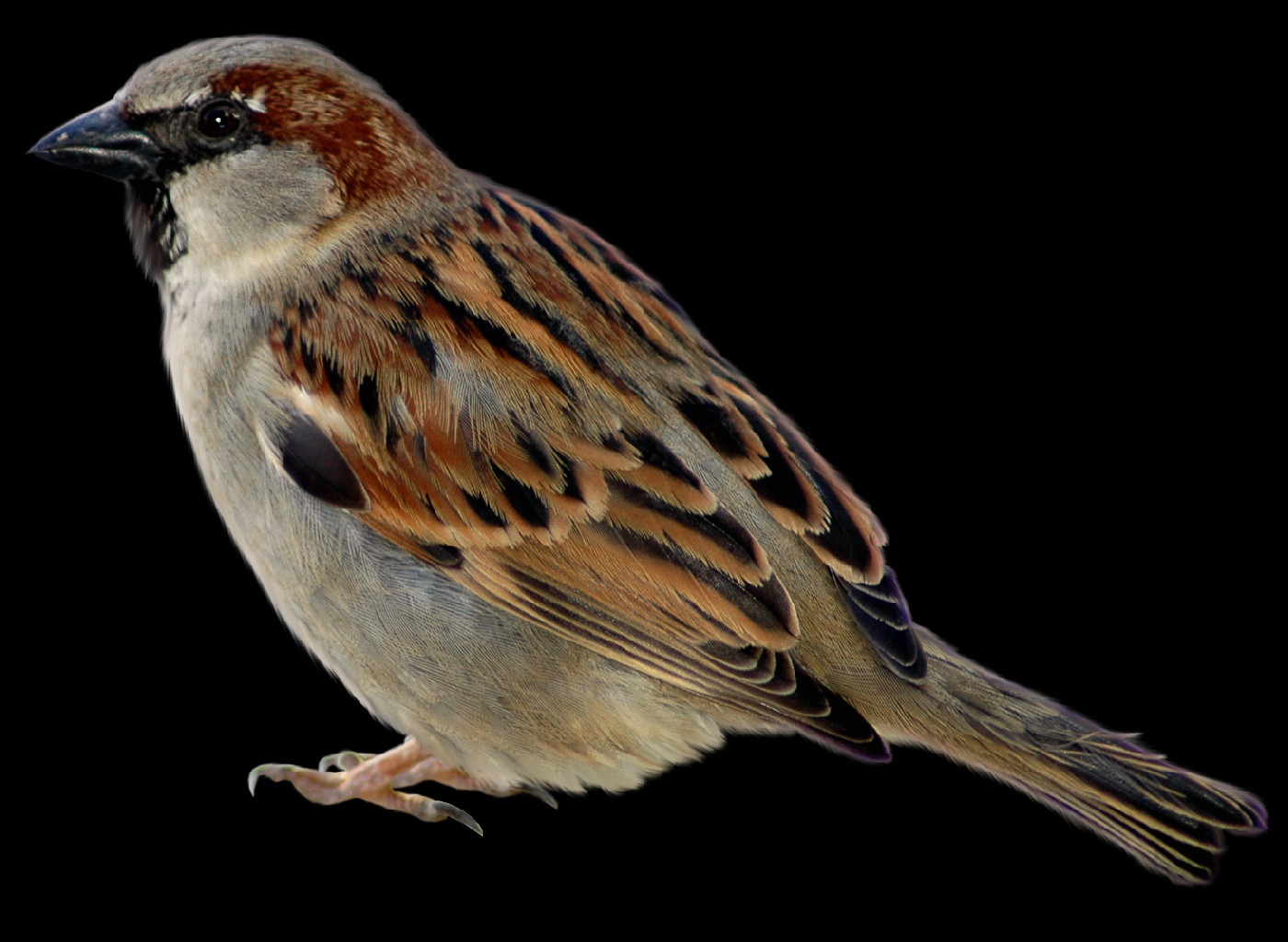 Sparrow Clubs