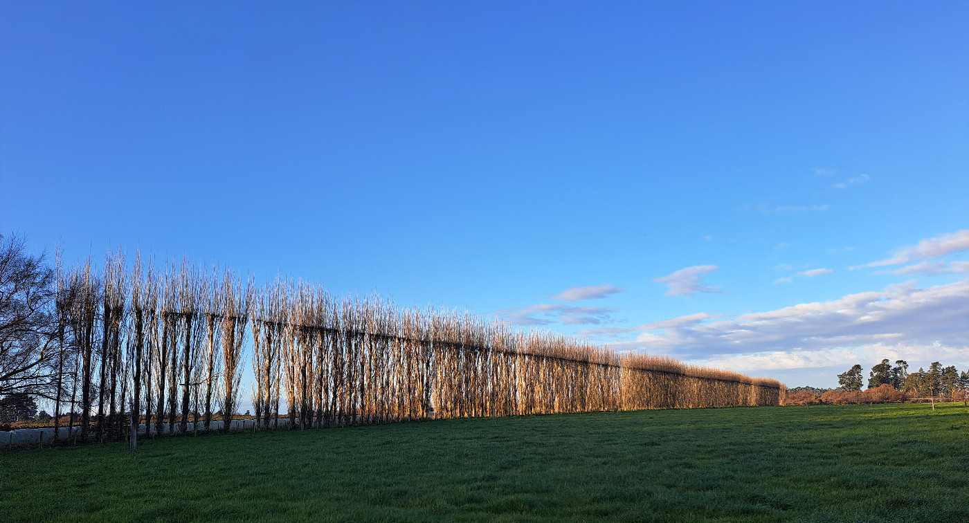 Selwyn's living fences | Selwyn Stories