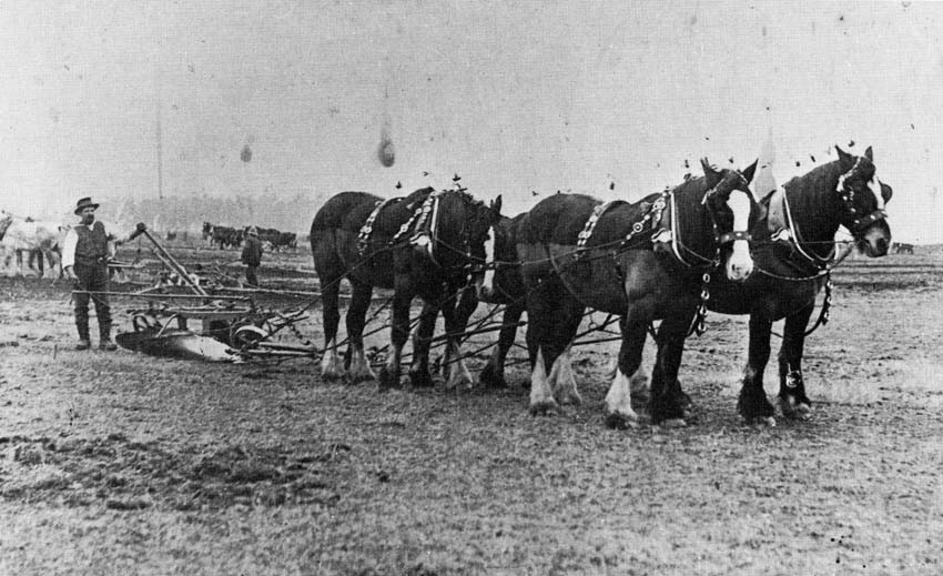 An early ploughing match at Leeston 
Courtesy of E M Jackman 
Ellesmere Historical Society EHS-0846 