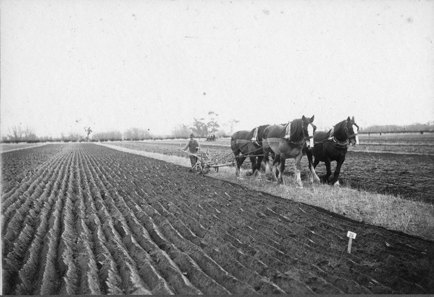 Winner of Rhodes cup Ellesmere Ploughing Match in 1921.
photographer J H Tarrant Courtesy of Donald Lill
Ellesmere Historical Society EHS-3255